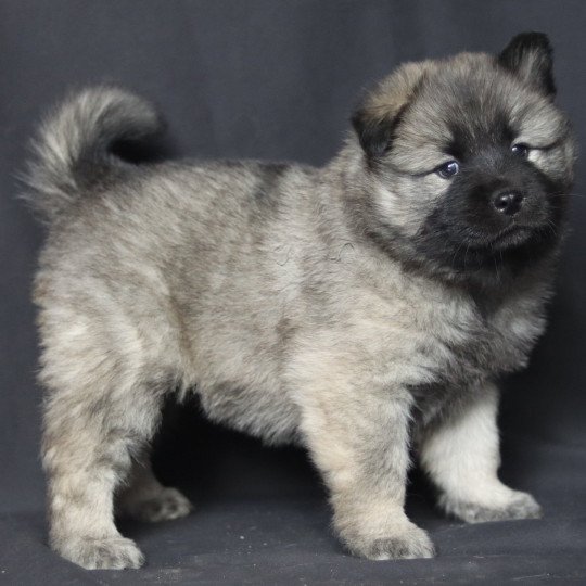 Abbie Femelle Eurasier