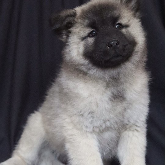 Aïko Mâle Eurasier