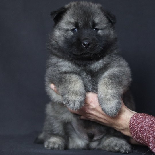 Alias Mâle Eurasier