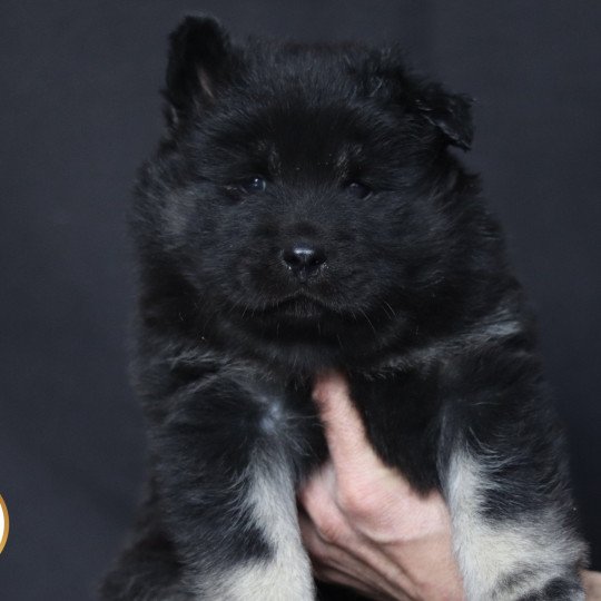 Arlo Mâle Eurasier
