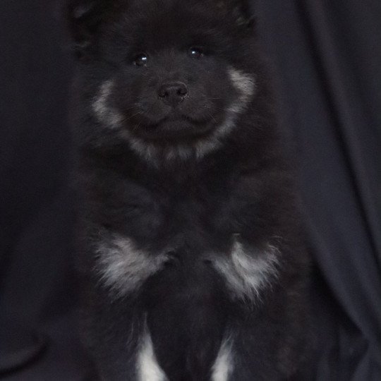 Arrow Mâle Eurasier