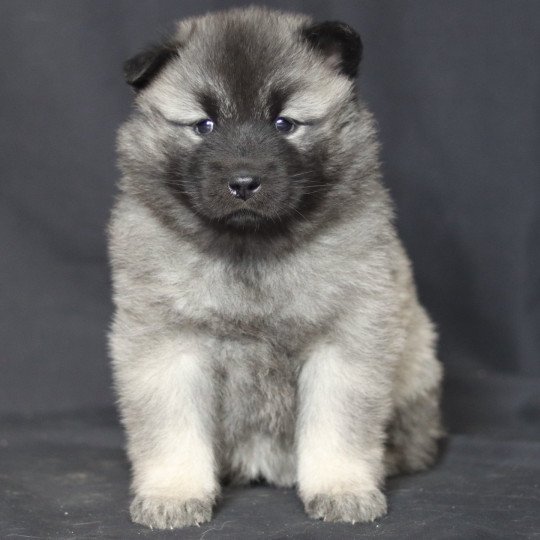 Aya Femelle Eurasier
