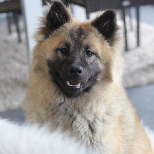 Sharlize Femelle Eurasier