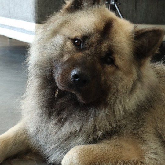 Smiley Mâle Eurasier