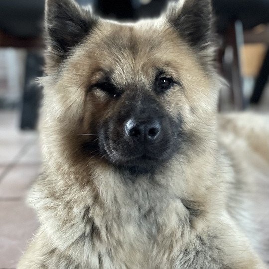 Sybelle Femelle Eurasier