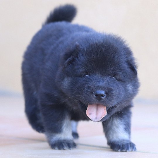Una Femelle Eurasier