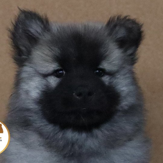 Umi Femelle Eurasier