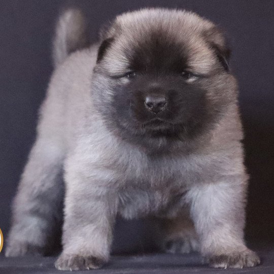Unity Femelle Eurasier