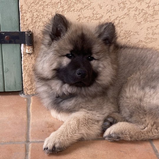Uno Mâle Eurasier