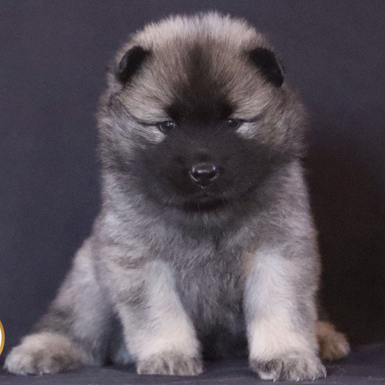 Utopia Femelle Eurasier
