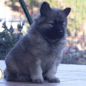 chiot Eurasier Vanille Élevage de l'ancien comté