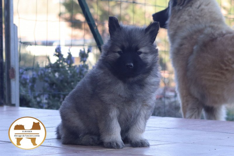 Vanille Femelle Eurasier