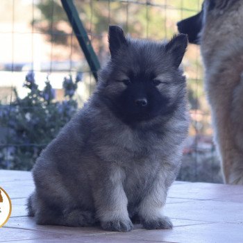 chiot Eurasier Vanille Élevage de l'ancien comté