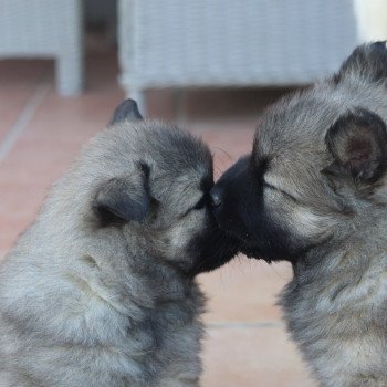 chiot Eurasier Vanille Élevage de l'ancien comté