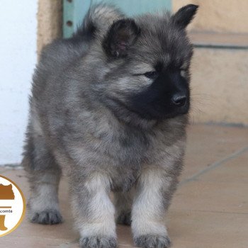 chiot Eurasier Vanille Élevage de l'ancien comté