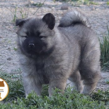 chiot Eurasier Violette Élevage de l'ancien comté