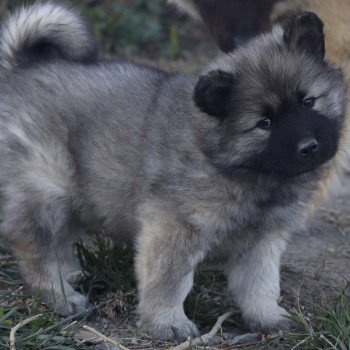 chiot Eurasier Violette Élevage de l'ancien comté