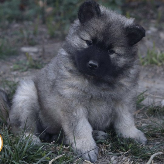 Violette Femelle Eurasier