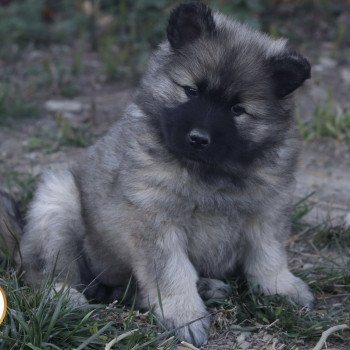 chiot Eurasier Violette Élevage de l'ancien comté