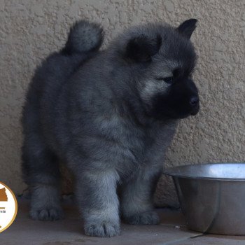 chiot Eurasier Violette Élevage de l'ancien comté